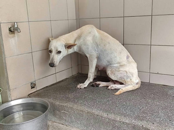 高雄市待認養狗 混種犬