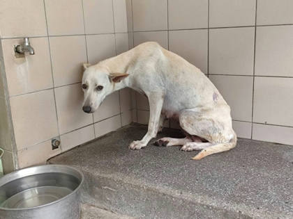 高雄市待認養狗｜混種犬｜白色｜母