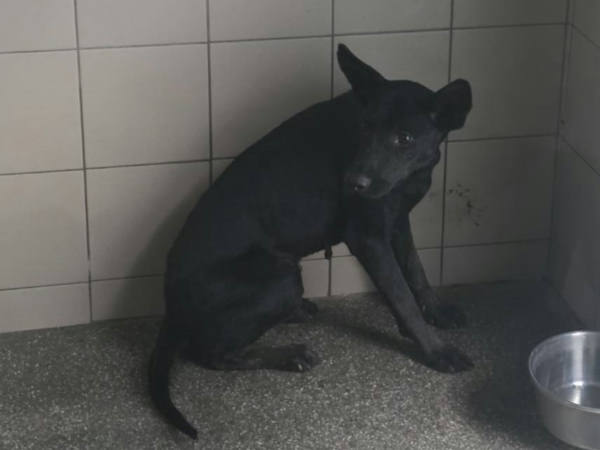 高雄市待認養狗 混種犬