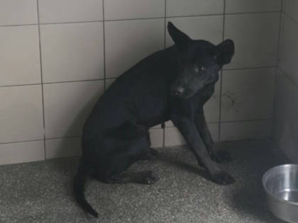 高雄市待認養狗｜混種犬｜黑色｜母