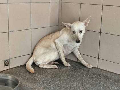 高雄市待認養狗｜混種犬｜白色｜母