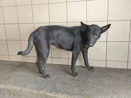 高雄市待認養狗｜混種犬｜黑色｜母
