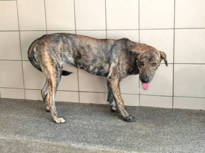 高雄市待認養狗｜混種犬｜虎斑色｜母