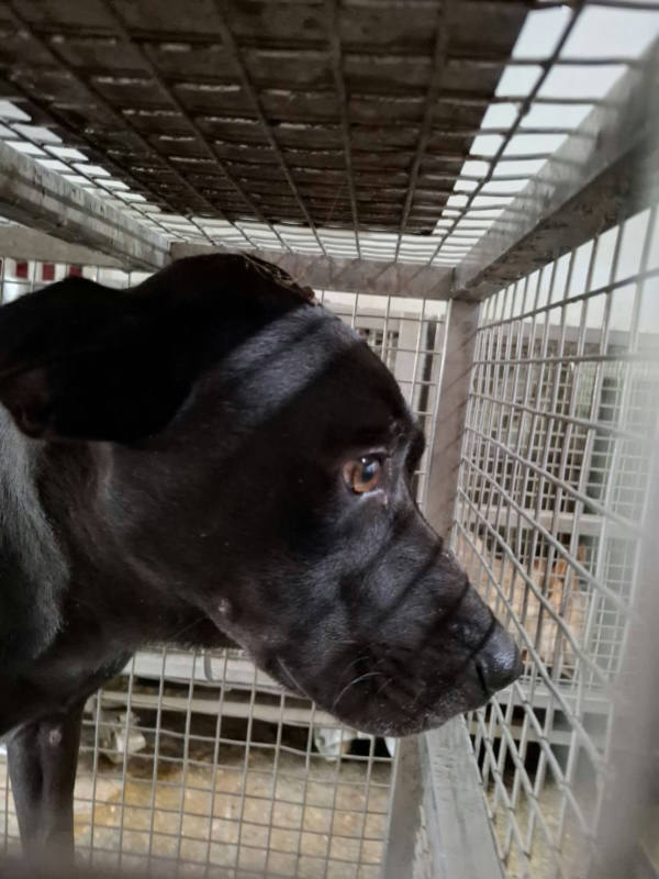 台南市待認養狗 混種犬