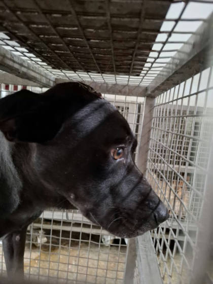 台南市待認養狗｜混種犬｜黑色｜公