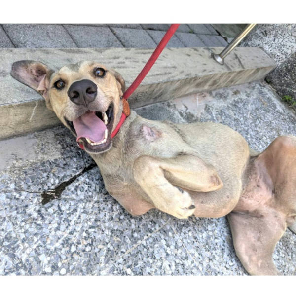 新竹縣待認養狗 混種犬