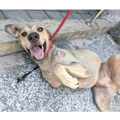 新竹縣待認養狗｜混種犬｜米色｜母