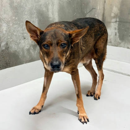 基隆市待認養狗｜混種犬｜咖啡黑色｜公