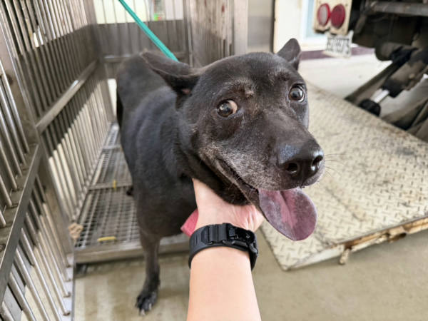 桃園市待認養狗 混種犬