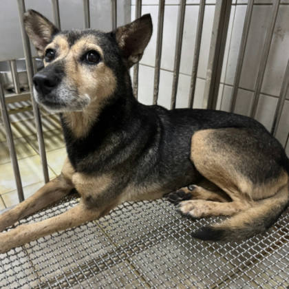 新北市待認養狗｜混種犬｜黑黃色｜母