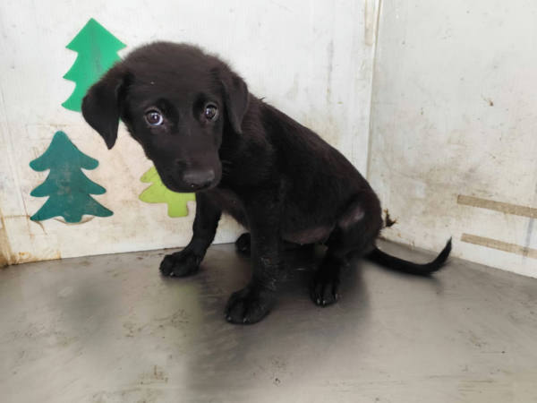 高雄市待認養狗 混種犬