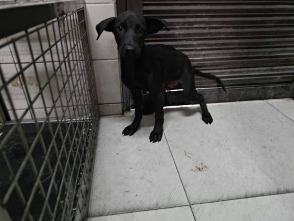 高雄市待認養狗 混種犬