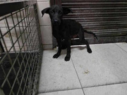 高雄市待認養狗｜混種犬｜黑色｜公