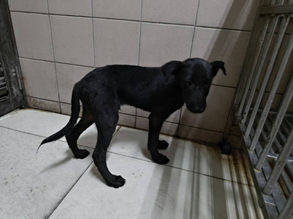 高雄市待認養狗 混種犬