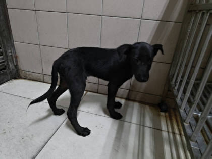 高雄市待認養狗｜混種犬｜黑色｜公