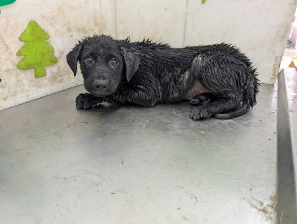 高雄市待認養狗 混種犬