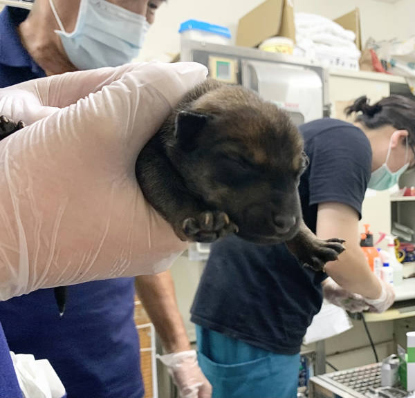 台北市待認養狗 混種犬