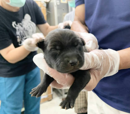 台北市待認養狗｜混種犬｜黑色｜母