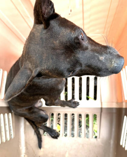 宜蘭縣待認養狗｜混種犬｜虎斑色｜公