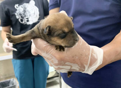 台北市待認養狗｜混種犬｜棕色｜母
