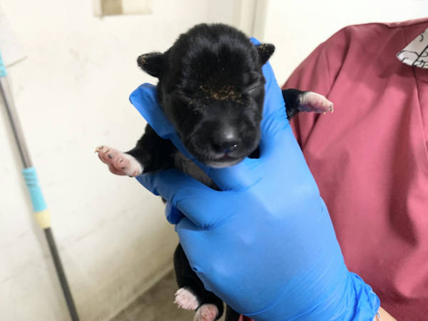 台北市待認養狗 混種犬