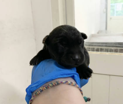 台北市待認養狗｜混種犬｜黑色｜母