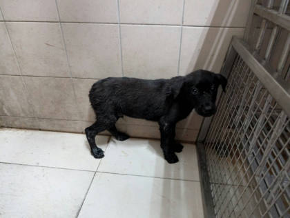 高雄市待認養狗｜混種犬｜黑色｜公