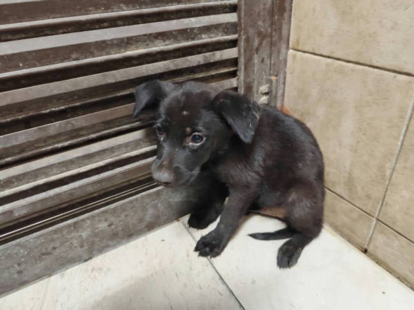 高雄市待認養狗 混種犬