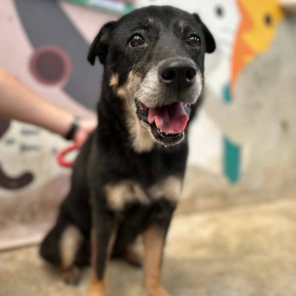 新北市待認養狗 混種犬