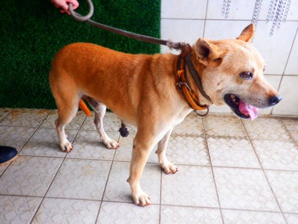 南投縣待認養狗 混種犬