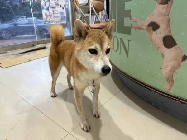 高雄市待認養狗 柴犬