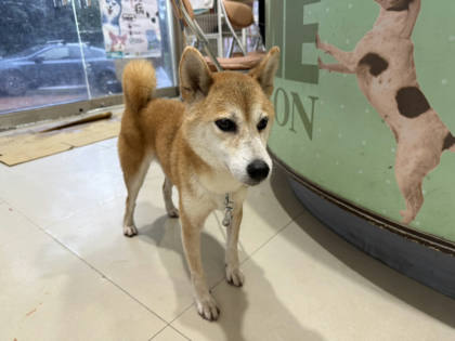 高雄市待認養狗｜柴犬｜黃色｜母