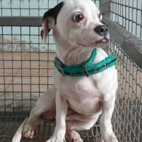台南市待認養狗 混種犬