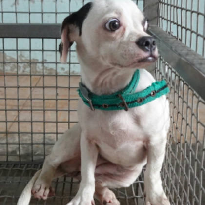 台南市待認養狗｜混種犬｜黑白色｜母