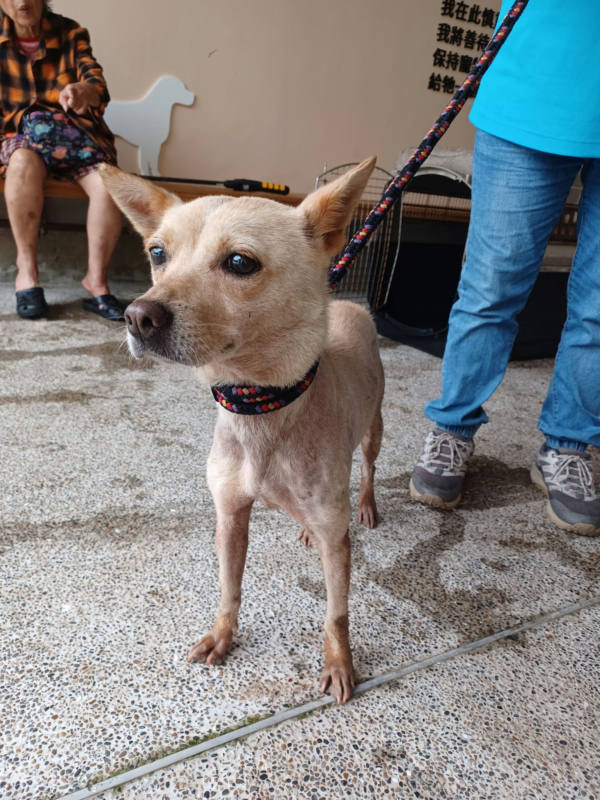 新北市待認養狗 混種犬