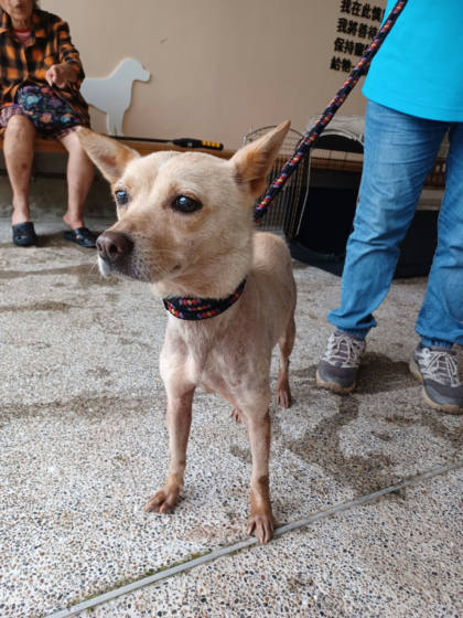 新北市待認養狗｜混種犬｜黃色｜母