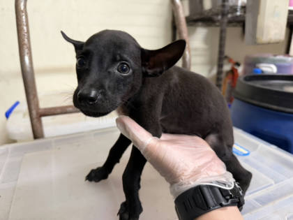 桃園市待認養狗｜混種犬｜黑色｜公