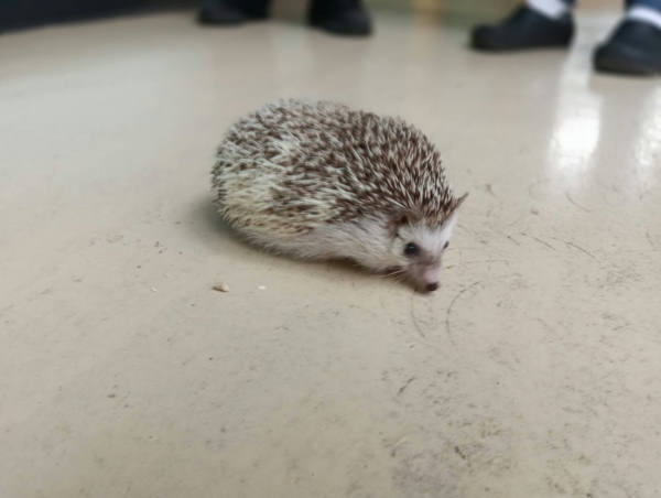新竹市待認養其他 刺蝟
