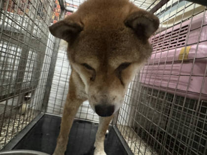 高雄市待認養狗｜柴犬｜黃色｜公