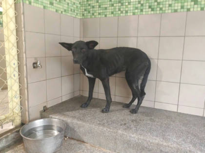 高雄市待認養狗｜混種犬｜黑色｜母