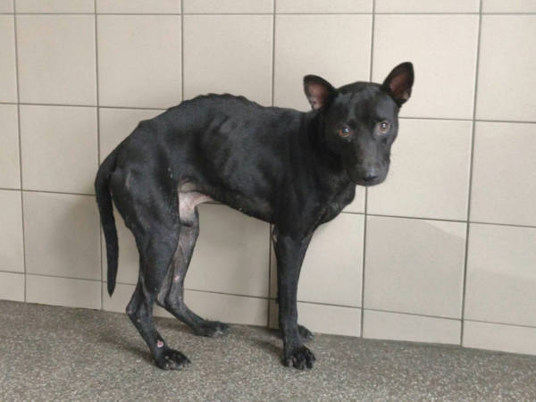 高雄市待認養狗 混種犬