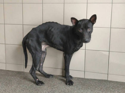 高雄市待認養狗｜混種犬｜黑色｜公