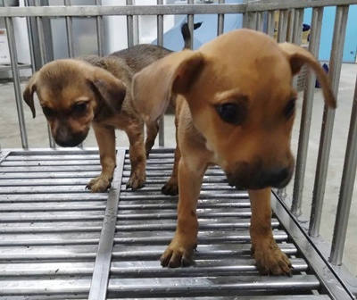 台中市待認養狗｜混種犬｜黃色｜公