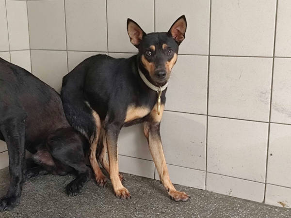 高雄市待認養狗 混種犬