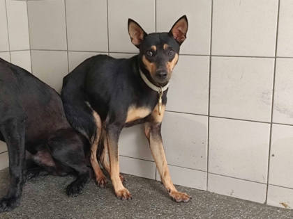 高雄市待認養狗｜混種犬｜黑色｜公