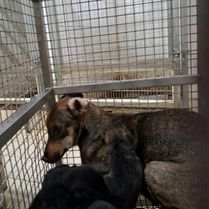 台南市待認養狗｜混種犬｜黃色｜母