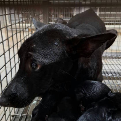 台南市待認養狗｜混種犬｜黑色｜母