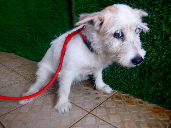 南投縣待認養狗 混種犬