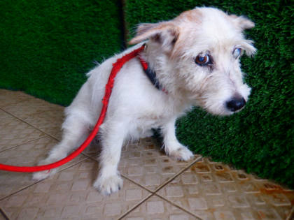 南投縣待認養狗｜混種犬｜黃白色｜母