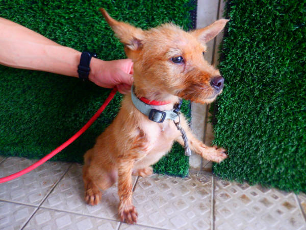 南投縣待認養狗 混種犬